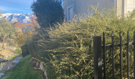 Bushes before